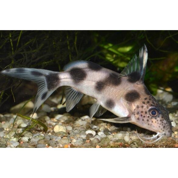 Сом Синодонтис (Synodontis) 8-10см