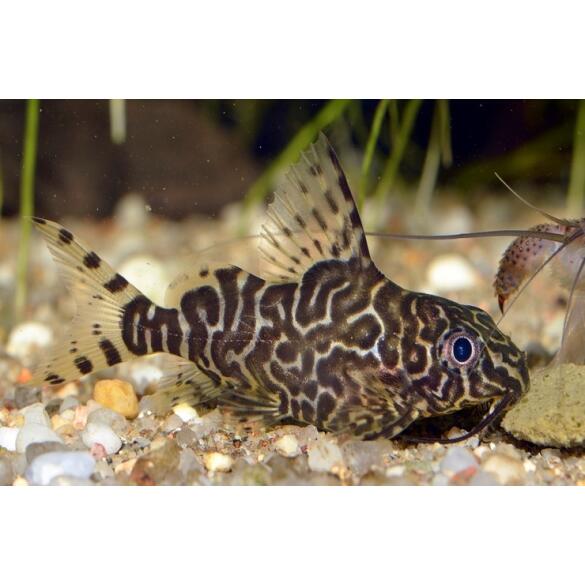Сом Синодонтис (Synodontis) 8-10см