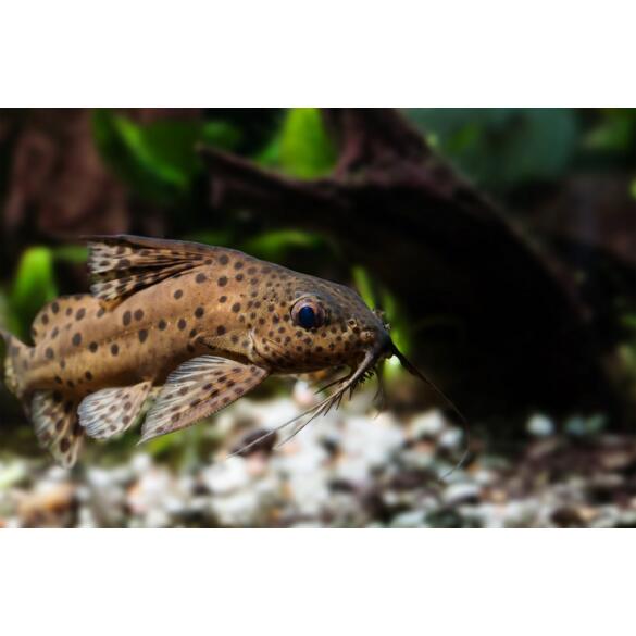 Сом Синодонтис (Synodontis) 8-10см