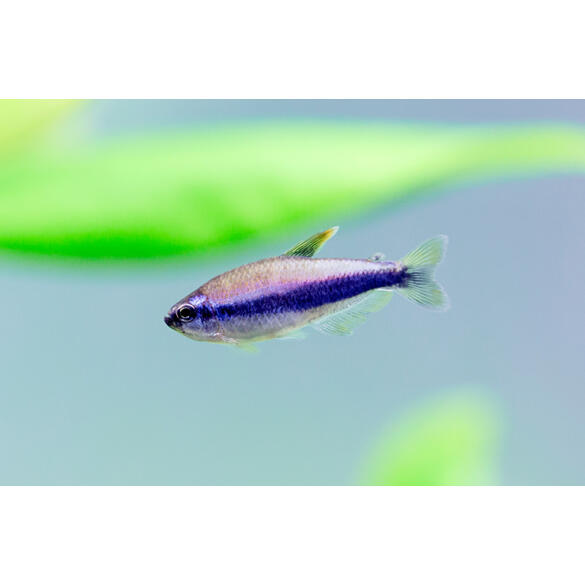 Тетра Керри (Inpaichthys kerri)