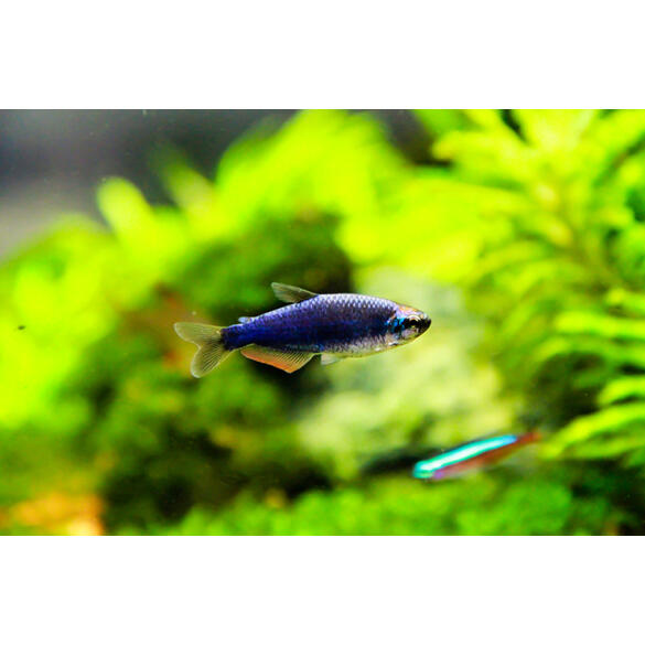 Тетра Керри (Inpaichthys kerri)