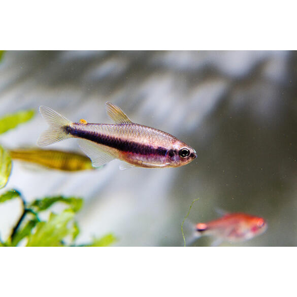 Тетра Керри (Inpaichthys kerri)