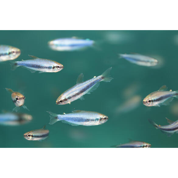 Тетра Керри (Inpaichthys kerri)