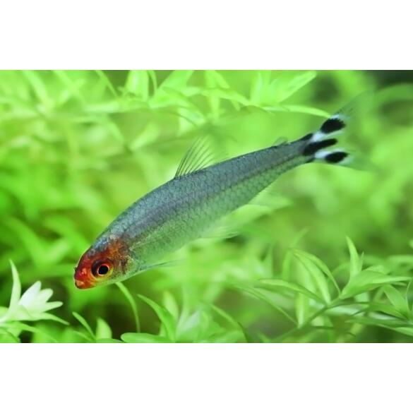 Тетра Родостомус Бриллиантовый (Hemigrammus rhodostomus)