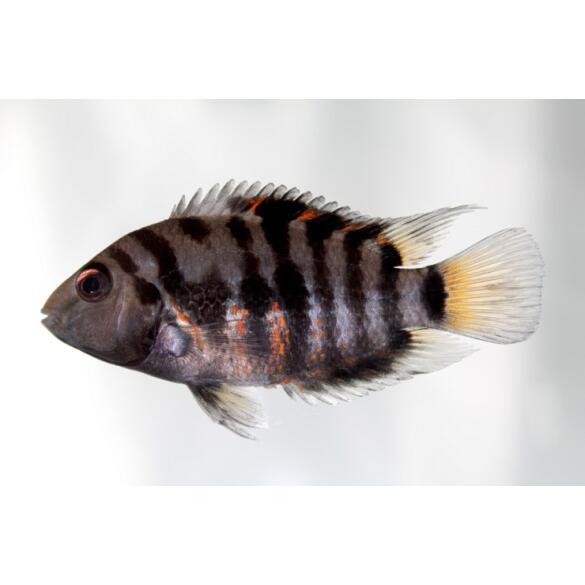 Цихлазома Чернополосая (Cichlasoma nigrofasciatum) 1-1,5см
