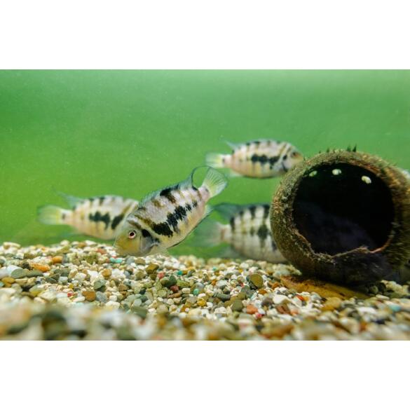 Цихлазома Чернополосая (Cichlasoma nigrofasciatum) 1-1,5см