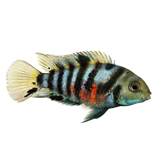 Цихлазома Чернополосая (Cichlasoma nigrofasciatum) 1-1,5см