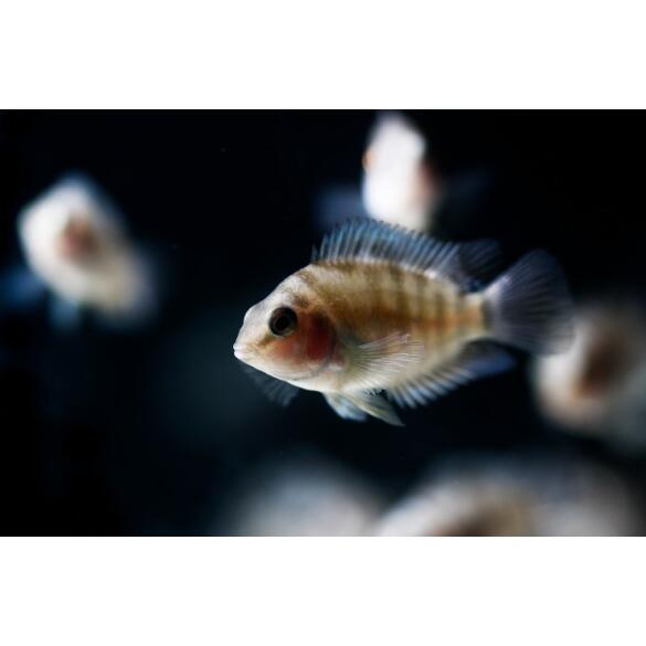 Цихлазома Чернополосая (Cichlasoma nigrofasciatum) 1-1,5см