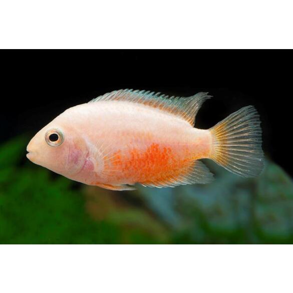 Цихлазома Фламинго (Cichlasoma nigrofasciatum var Flamingo) 1,5-2см