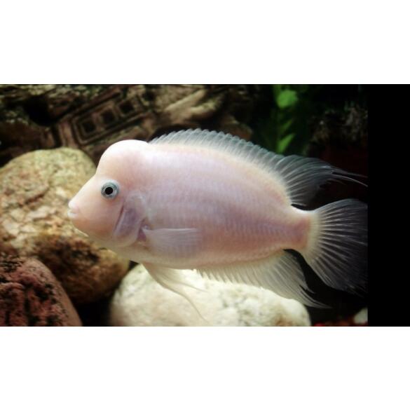 Цихлазома Фламинго (Cichlasoma nigrofasciatum var Flamingo) 1,5-2см