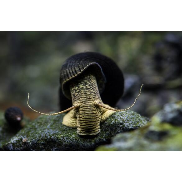 Улитка Тиломелания (Tylomelania SPP) Желтый Кролик 2-2,5см