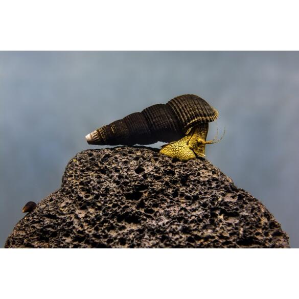 Улитка Тиломелания (Tylomelania SPP) Желтый Кролик 2-2,5см