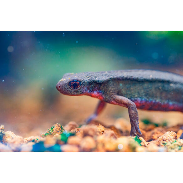 Тритон Огненнобрюхий (Newt-Red-bellied Fire)  5-6см