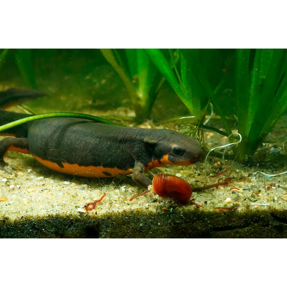 Тритон Огненнобрюхий (Newt-Red-bellied Fire)  5-6см