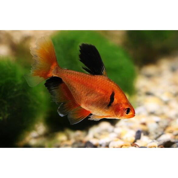 Минор (лат. Hyphessobrycon minor)