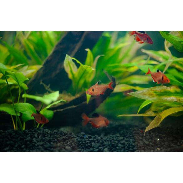 Минор (лат. Hyphessobrycon minor)