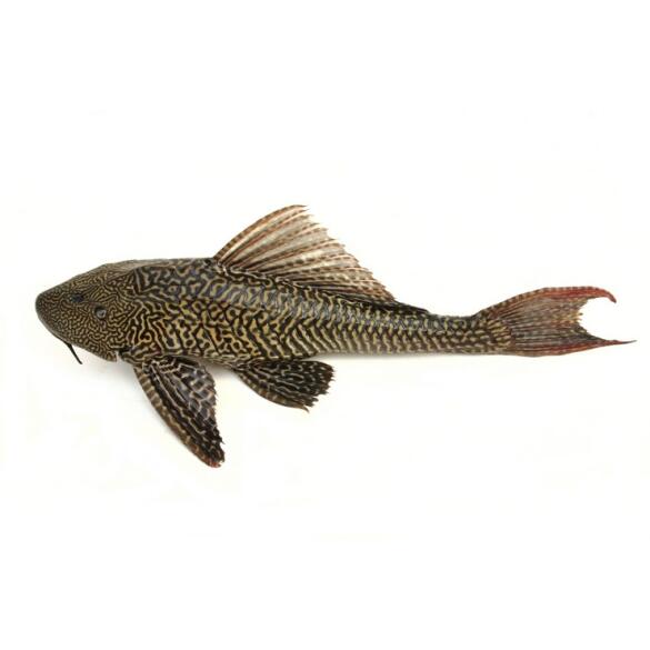 Сом Плекостомус (Hypostomus plecostomus) 6-7см