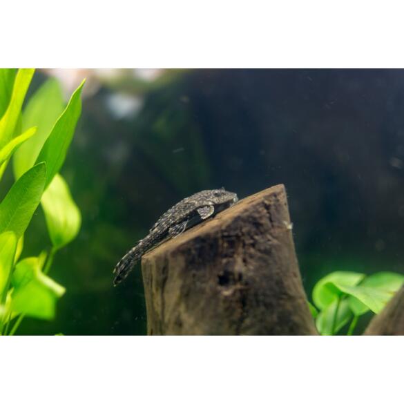 Сом Плекостомус (Hypostomus plecostomus) 6-7см