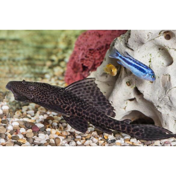 Сом Плекостомус (Hypostomus plecostomus) 6-7см