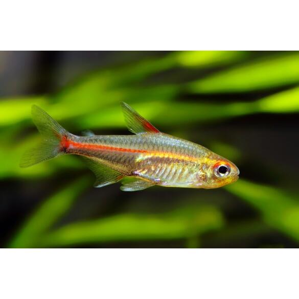 Эритрозонус (Hemigrammus erythrozonus)