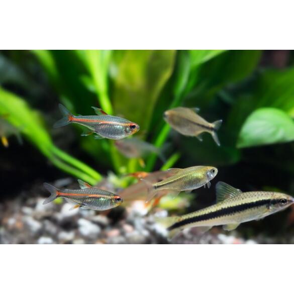 Эритрозонус (Hemigrammus erythrozonus)