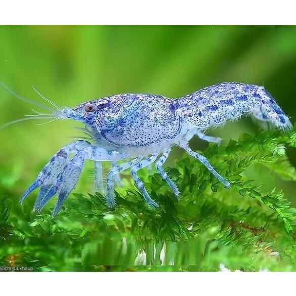 Рак Мексиканский карликовый синий