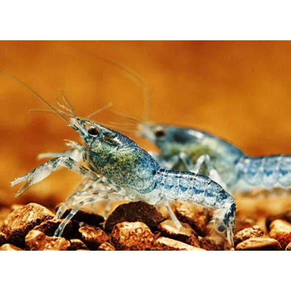 Рак Мексиканский карликовый синий
