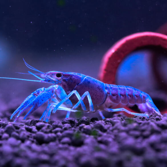 Рак Мексиканский карликовый синий