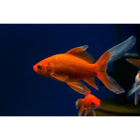 Золотая рыбка (Carassius auratus) Комета