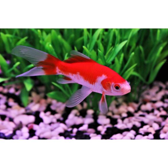 Золотая рыбка (Carassius auratus) Комета