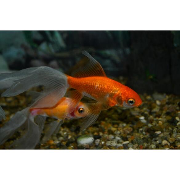 Золотая рыбка (Carassius auratus) Комета