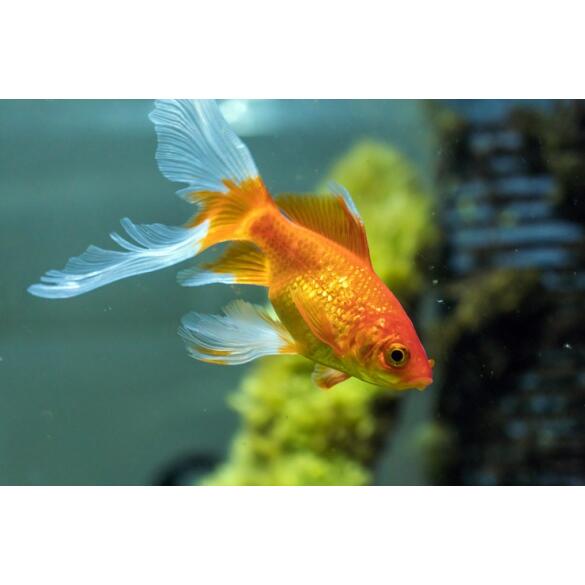 Золотая рыбка (Carassius auratus) Комета