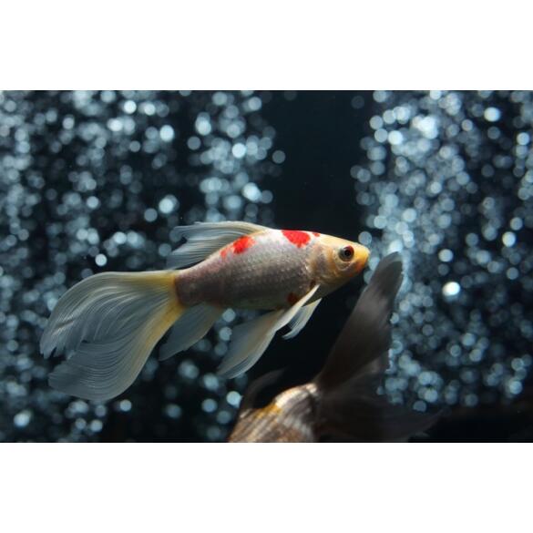 Золотая рыбка (Carassius auratus) Комета