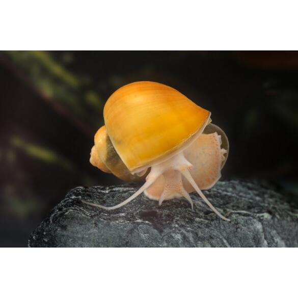 Улитка Ампулярия 1,5-2см