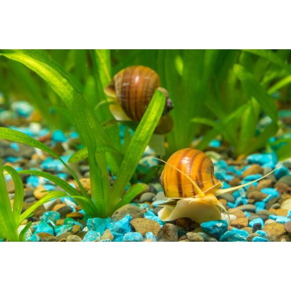Улитка Ампулярия 1,5-2см