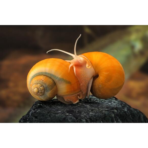 Улитка Ампулярия 1,5-2см