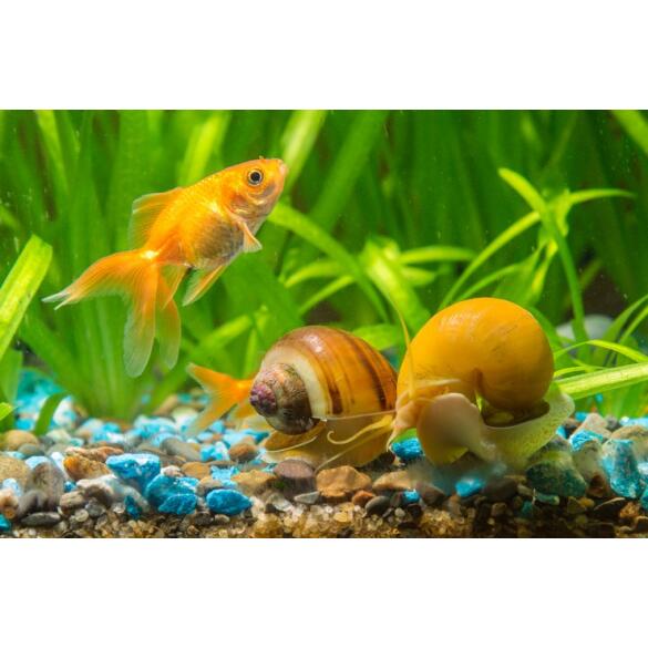 Улитка Ампулярия 1,5-2см