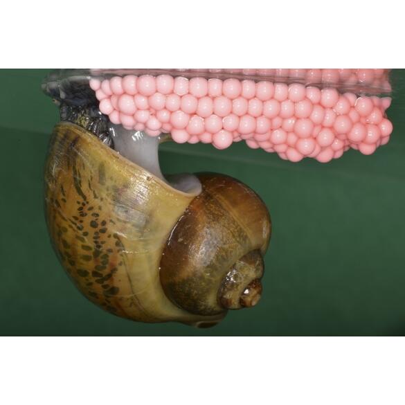 Улитка Ампулярия 1,5-2см