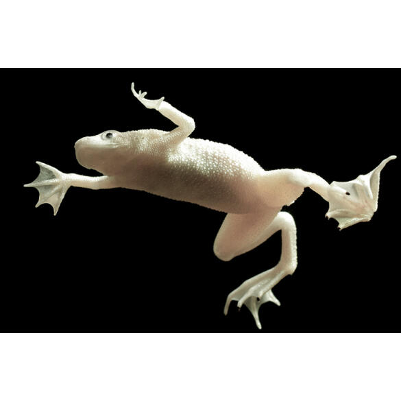 Лягушка Карликовая