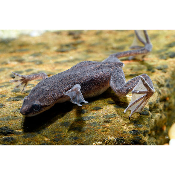 Лягушка Карликовая