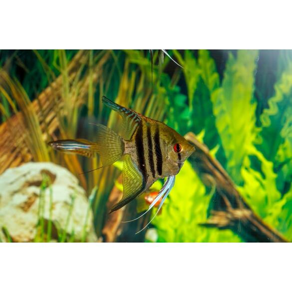 Скалярия ассорти