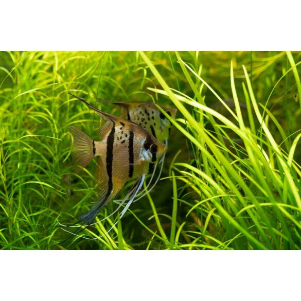 Скалярия ассорти