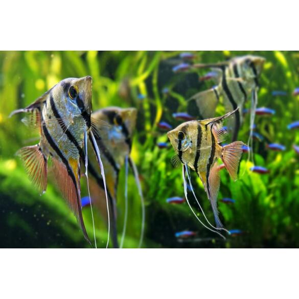 Скалярия ассорти