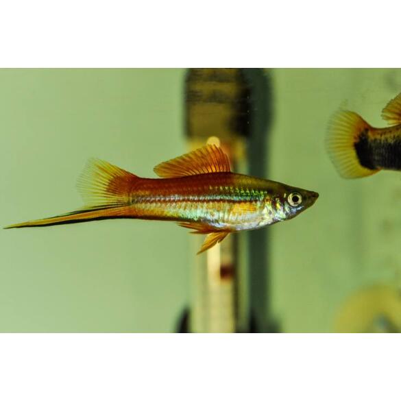 Меченосец (Xiphophorus helleri)