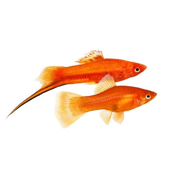 Меченосец (Xiphophorus helleri)