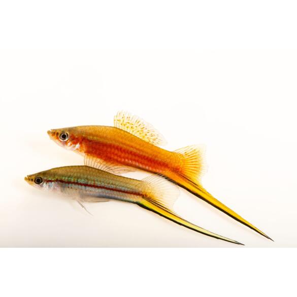 Меченосец (Xiphophorus helleri)