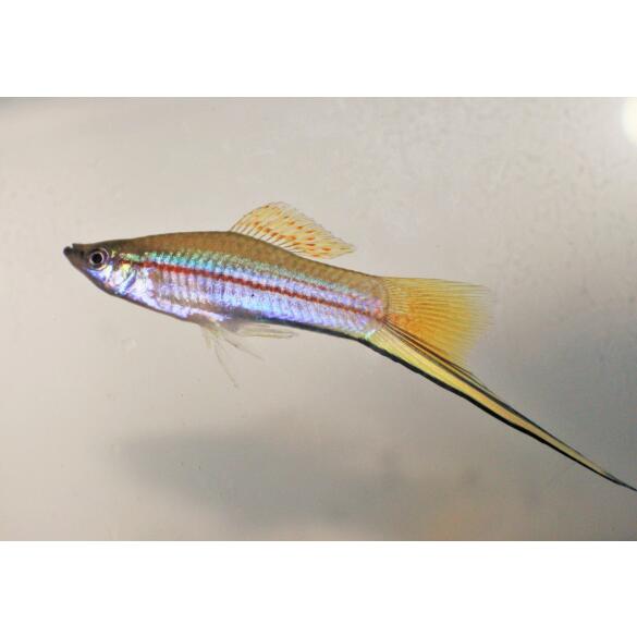 Меченосец (Xiphophorus helleri)