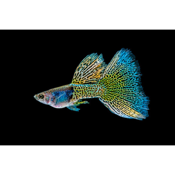 Гуппи (Poecilia reticulata)