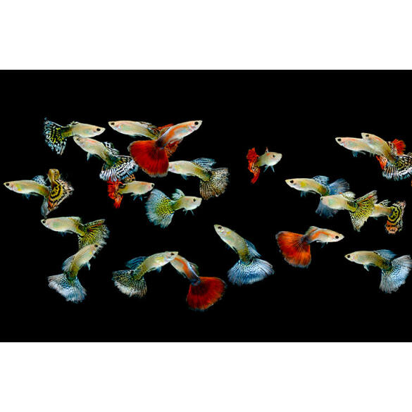 Гуппи (Poecilia reticulata)