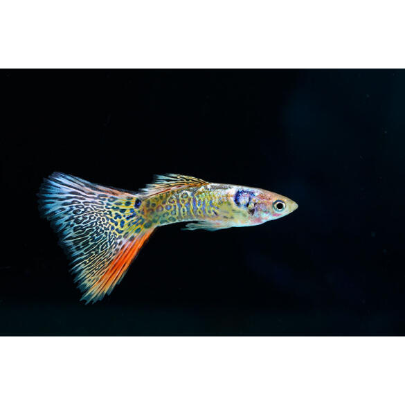 Гуппи (Poecilia reticulata)